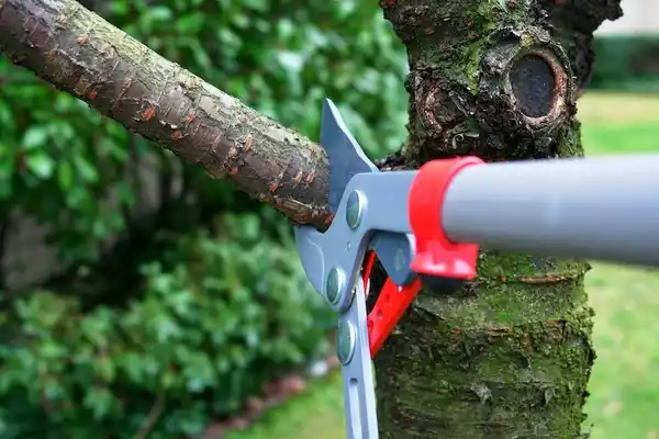 tree services Guayabal